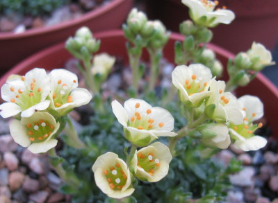 Saxifraga 'Henri Rousseau'